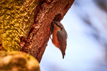 Eurasian nuthatch ( Sitta europaea ) at nesting cavity
