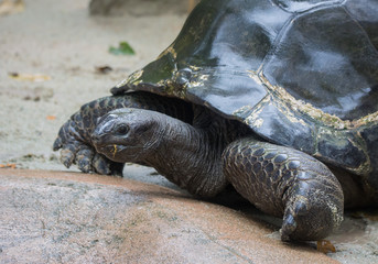 Closeup portrait of Galapagos giant tortoise ,Chelonoidis nigra, with powerful paws, bright black armour and wrinkled neck