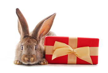 One brown rabbit with gift.