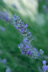 lavender macro in Italy