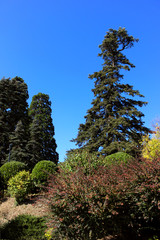 Fototapeta premium combination of wild and cultivated plants