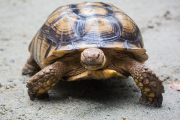 Closeup portrait of Galapagos giant tortoise ,Chelonoidis nigra, with powerful paws, bright yellow armour and wrinkled neck looking with curiosity
