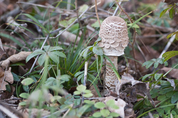 Parasol mushroom