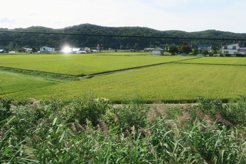 夏の日本国北海道の田舎の風景