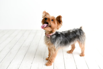 Portrait of cute Yorkshire Terrier on white wood studio background