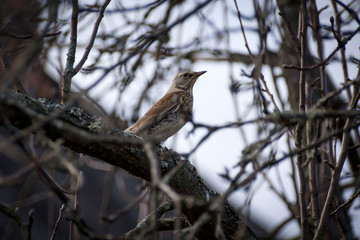 An ordinary cuckoo sits on a tree branch in an autumn morning.