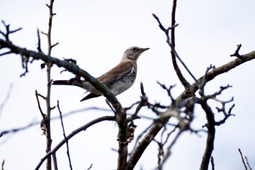 An ordinary cuckoo sits on a tree branch in an autumn morning.