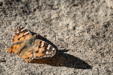orange and Brown tones butterfly on Stone in nature