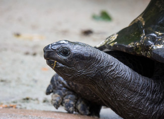 Obraz premium Closeup portrait of Galapagos giant tortoise ,Chelonoidis nigra, with bright black eyes looking curiously