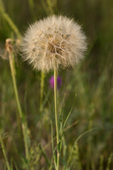 Tragopogon pratensis (common names Jack-go-to-bed-at-noon, meadow salsify, showy goat's-beard or meadow goat's-beard) is a distributed across Europe and North America.