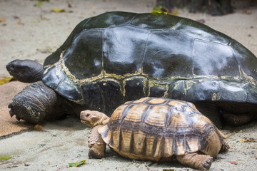 Closeup portrait of two Galapagos giant tortoise ,Chelonoidis nigra, with powerful paws, bright black and yellow armours and wrinkled necks. Big and small