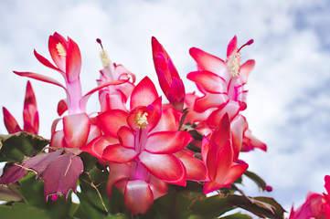 Fototapeta premium Weihnachtskaktus