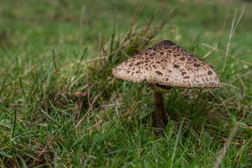 Einzelner Parasolpilz auf einer Wiese