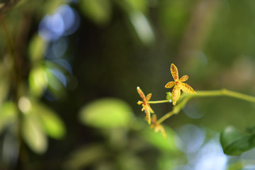 orchid flower in garden at winter or spring day for postcard beauty and agriculture idea concept design.Wild orchid
