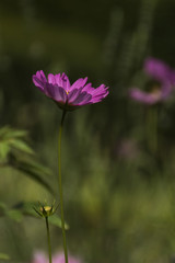 Fototapeta premium Cosmos Bipinnatus Cav.