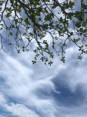 tree in the sky