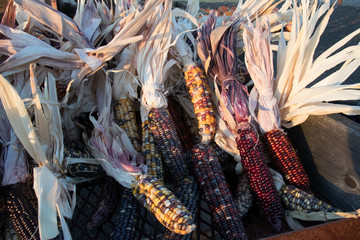 Multi-colored corn on the cob
