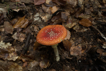 Autumn fresh mushrrooms in the wild