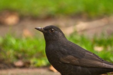 Eine weibliche Amsel stizt am Abend in einer grünen Wiese Turdus Merula