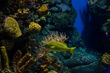 Underwater world of the Caribbean