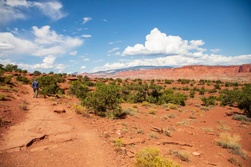 Amazingly resilient green shrubs exist in this rocky arid climate of Capitol Reef National Park, Utah
