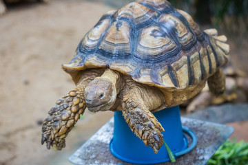 Galapagos giant tortoise ,Chelonoidis nigra, with powerful paws, bright yellow armour and wrinkled neck weighed to control growth in the zoo