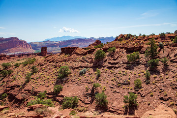 Amazingly resilient green shrubs exist in this rocky arid climate of Capitol Reef National Park, Utah