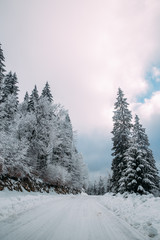 Majestic winter landscape with snowy fir trees.  Winter postcard.