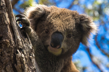 Close up encounter with koala