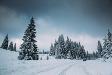 Fototapeta na wymiar Majestic winter landscape with snowy fir trees. Winter postcard.