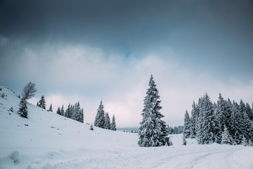 Majestic winter landscape with snowy fir trees.  Winter postcard.