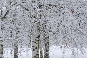 Birches covered with snow in winter season