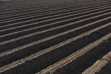 Detail eines frischen Kartoffelfeldes