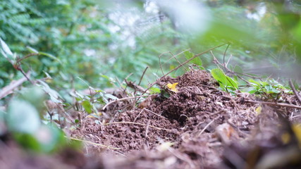 Wühlplatz von Wildschweinen. Dreck im Wald
