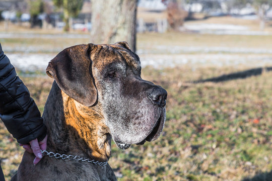 Portrait einer Deutschen Dogge