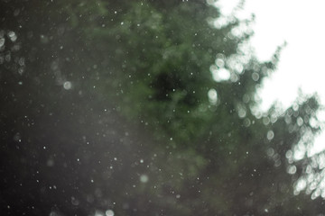snow bokeh on green christmas tree background