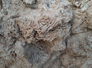 bark of a tree