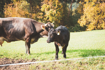 a cow with the calf in the pasture
