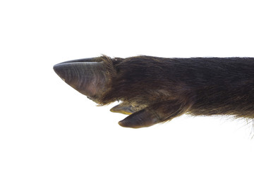 Obraz premium boar hoof isolated on white background
