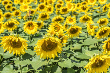Obraz premium Sonnenblumen