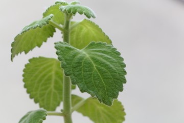 Leaves of a recently dicovered new species of a spurflower, Plectranthus bellus