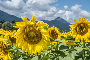 Sonnenblumen