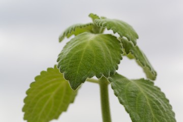 Leaves of a recently dicovered new species of a spurflower, Plectranthus bellus