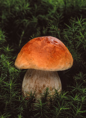 King Bolete (Boletus edulis)