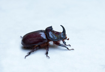 Oryctes nasicornis is a large flying beetle belonging to the subfamily Dynastinae. European rhinoceros beetle.