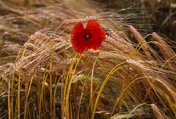 Fototapeta premium Poppy Flower