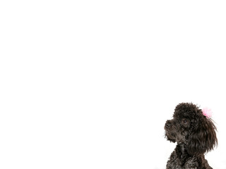 Black poodle puppy isolated on white, copy space. Concept image, cute dog cut out.
