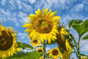 Sonnenblume mit Bienen