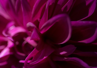 Purple / Pink flower macro close up, Black background