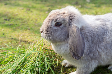 a dwarf grey rabbit spots on grass 